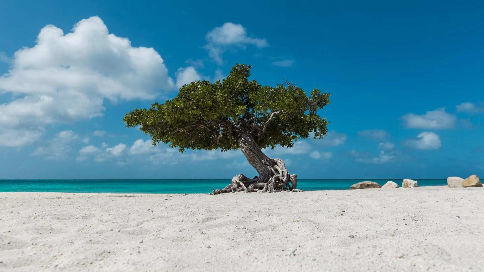 Prázdninový dům Topaz 8 Palm Beach Aruba